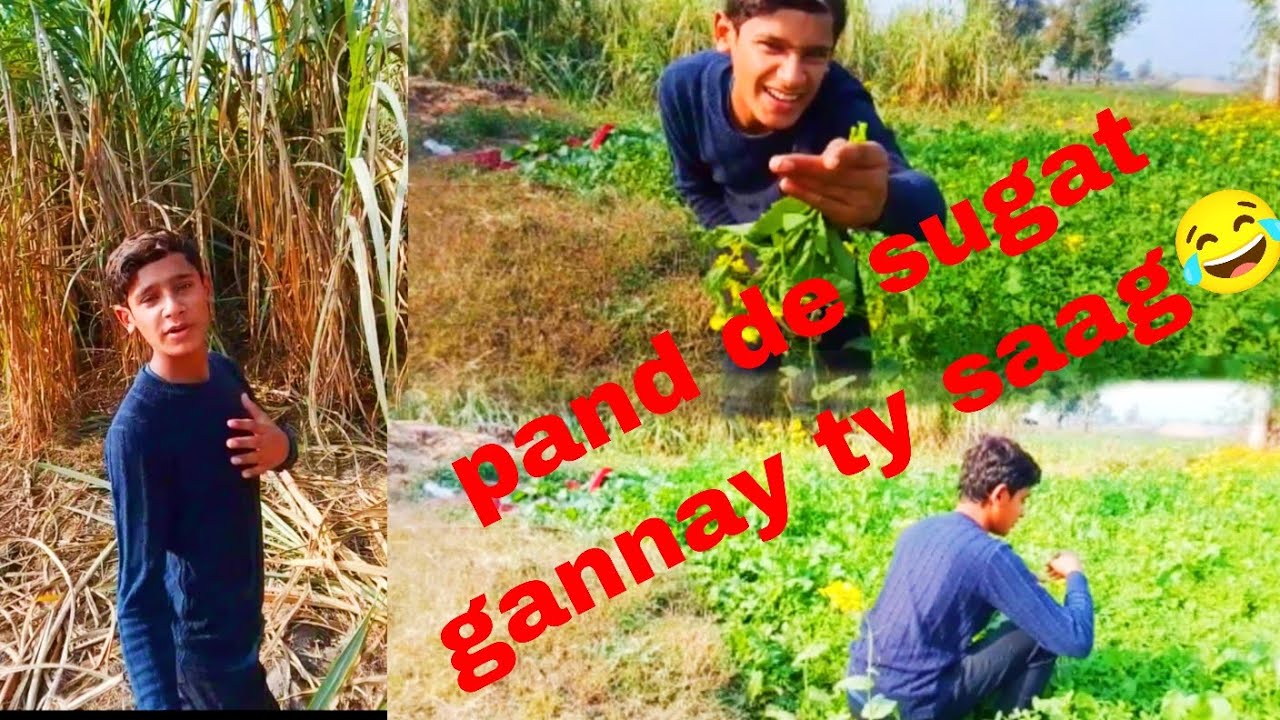 Pand de sugat gannay ty saag 😂