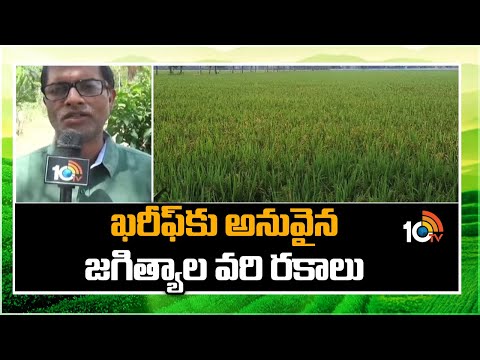 Varieties of Jagitya rice for Kharif | ఖరీఫ్‎కు అనువైన జగిత్యాల వరి రకాలు | Matti Manishi | 10TV - 10TVNEWSTELUGU