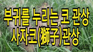 부귀를 누리는 코 관상