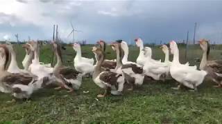 09.06..2019. Holmogory geese in Olympus farm today.