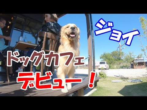 人生初ドッグカフェデビューしてきた ゴールデンレトリバージョイ