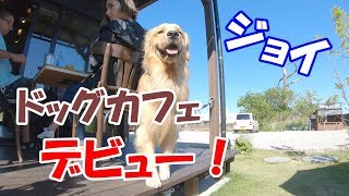 人生初ドッグカフェデビューしてきた ゴールデンレトリバージョイ