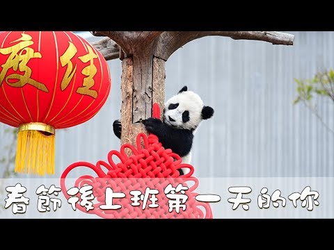 《超萌滾滾秀》第一百三十九期 春節後上班第一天的團子們 | iPanda熊貓頻道