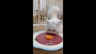 猪蛋面面#吃货猫 #生骨肉 #萌宠出道计划 #沉浸式 #宠物吃播