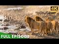 WILD SAVANNAH | Survival Stories in the Land of Predators | Nature Animal Documentary