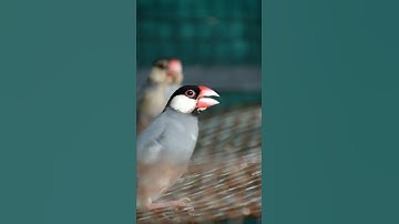 Java Bird Singing🐦🥳 #Shorts