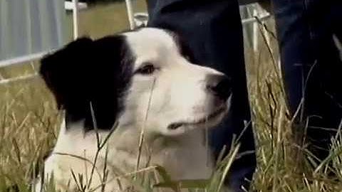 BETACAM PRO TRANSFER AND FULL RESTORATION