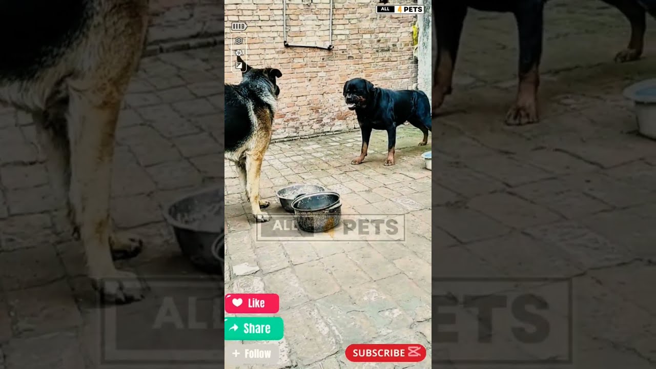Aggressive Rottweiler Dog Vs German Shepherd Youtubeshorts Shorts