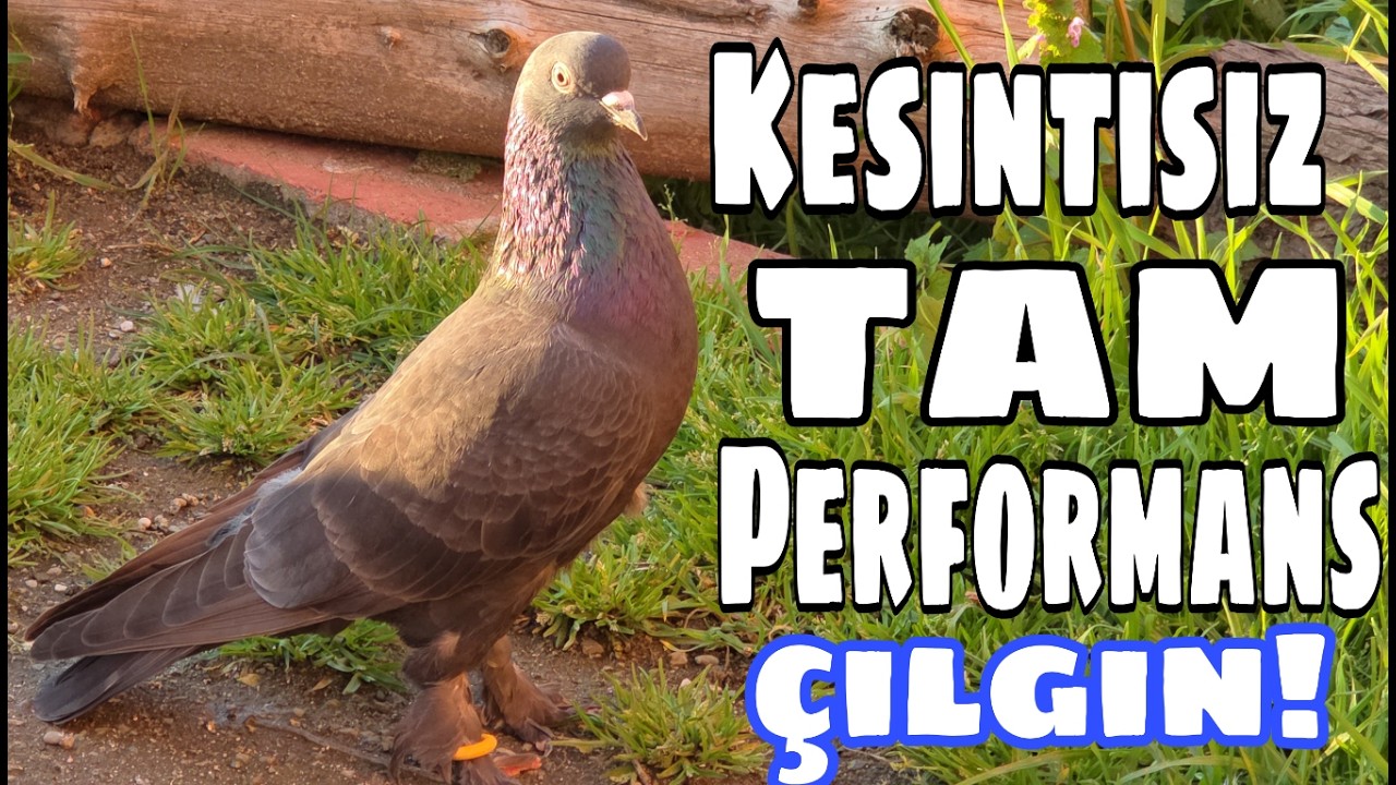 Kesintisiz Tam Performans, Çılgın!