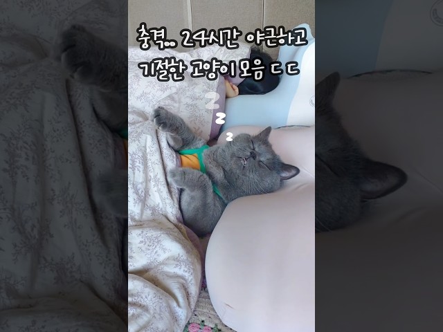 충격.. 24시간 아근하고 기절한 고양이 모음 (ㄷㄷ)