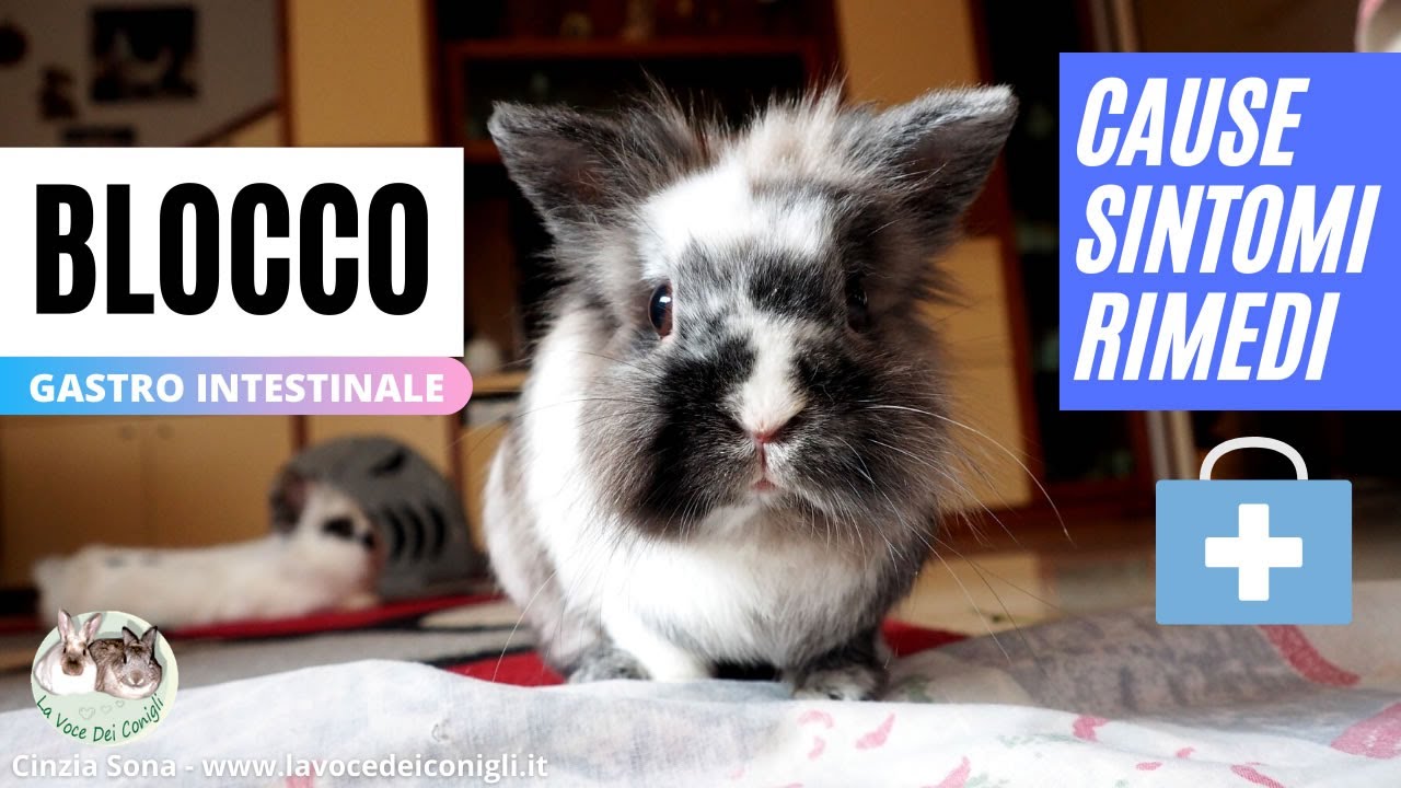 Il BLOCCO INTESTINALE nel coniglio (sintomi, cause, rimedi)