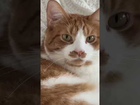 To Lay Or To Play Big Question Of The Day Cats