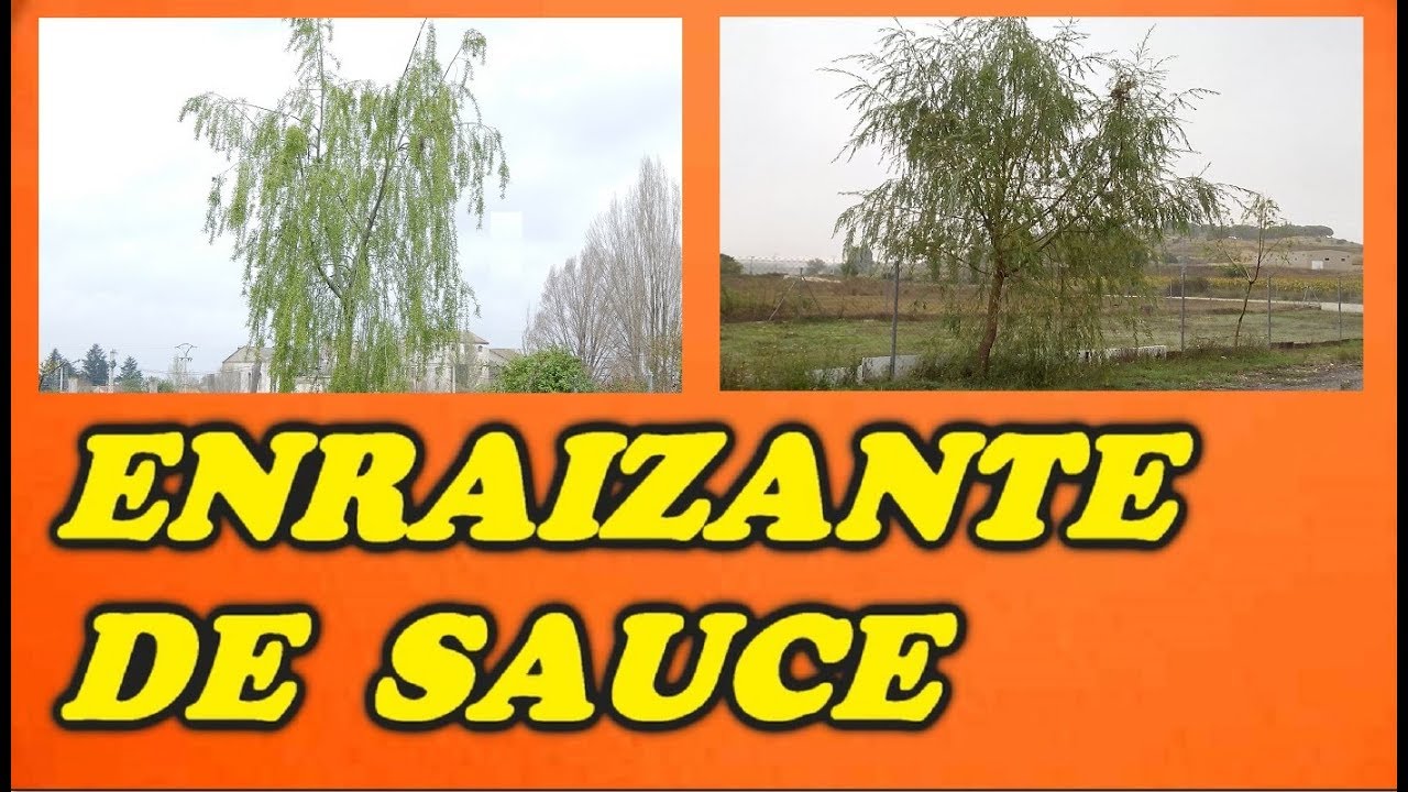 Hacer Enraizante Natural con Hojas de Sauce // Todo Huerta y Jardín