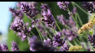 SOFT SPOKEN 🧘‍♀️🎧Lectura relajante de Poesía👂MARIO BENEDETTI - Audiolibro screenshot 5