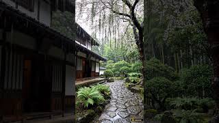 Rain & Piano Under Weeping Cherry Tree 🌸 Spring Rain for Sleep & Study