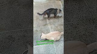 sabar banget bos Cece, ingin mendapatkan hati belok#cat #kucingorenbetina #kucingpenurut #catlover