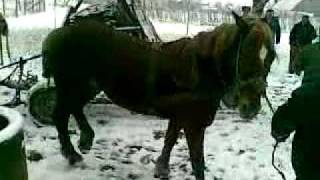 Traditii Tara Oasului 3 Tarsolt