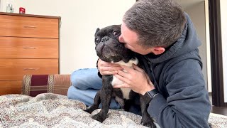 French bulldog is too brutal to accept kisses