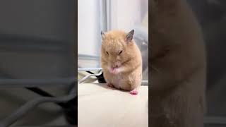 Little Hamster Rubs Face🐹 #Cute #Pets #Animals #Hamster #Shorts #Foryou #Tiktok