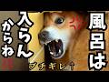 【大変すぎる…】お風呂入れたいのに爆裂拒否する柴犬