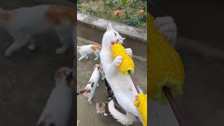 Corn cat, cat chewing corn, corn cat expression pack, cute pet debut plan, cute pet