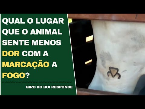 25/04/2022- Qual o lugar que o animal sente menos dor com a marcação a fogo?