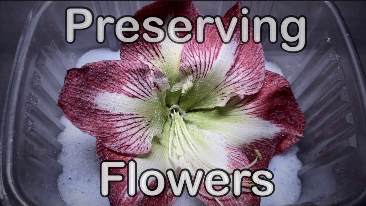 Drying and preserving flowers with silica gel crystals + flower time lapse YouTube
