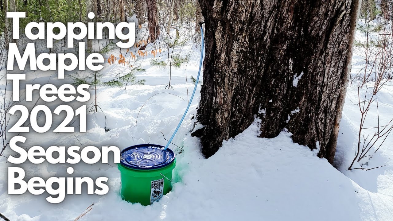 Maple Syrup Season Is Here .... Tapping Our Maple Trees Out Back ...
