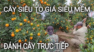 Giá quất thế ngày cuối năm siêu to giá giảm kịch sàn - giá cây cảnh tết 2022 - giá quất cảnh tết