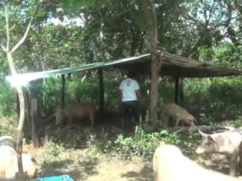 Cria De Cerdos A Campo Abierto Proyecto Tauramena 5 Youtube