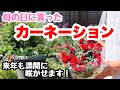 ◆【カーネーション】の育て方🌱