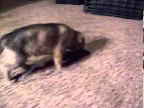 Video of Dogs: Video of a cute puppy. - YouTube