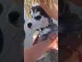 Tasha#funny#dogbreed #cute #vlog #huskydog