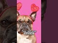 YOUR DOG ISN’T “NEEDY”… YOU’RE JUST THEIR WHOLE WORLD dog affection signs, dog leaning, soft eye