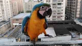 Guacamayas Caraqueñas el primer pichon 2023