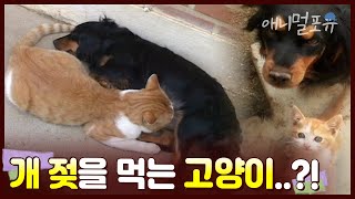 고양이가 개 젖을 먹는다..? 강아지가 아닌 고양이를 아들로 삼은 개  | KBS 주주클럽 2007 방송