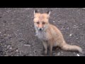 知床 人なつっこいキタキツネの子供／Shiretoko Little fox