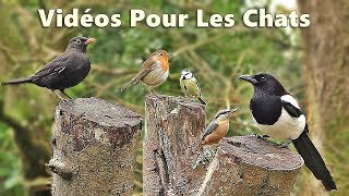 Videos for Cats to Watch  Beautiful Birds in The Forest