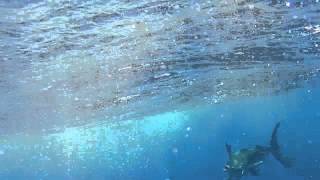 Famous 800 lb Blue Marlin Net Worth