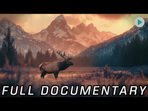 WILD AMERICA: OLYMPIC ODYSSEY