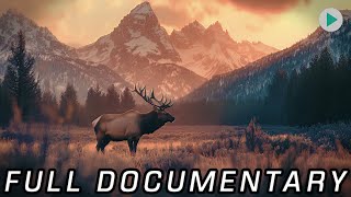 WILD AMERICA: OLYMPIC ODYSSEY