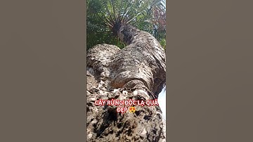 CÂY RỪNG ĐỘC LẠ QUÁ ĐẸP TRONG RỪNG SÂU TÂY NGUYÊN HÙNG VĨ.