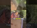 Rescue mother dog and puppies when they are abandoned 😍