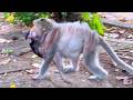 🔴 Live Stream — Old Mama Protects Her New Baby in a Heartwarming Natural Moment 🐒💛