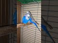 Blue male budgie with cinnamon female. beautiful pair|@Umich90