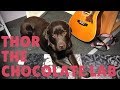 Malukah | Original Song: Thor the Chocolate Lab