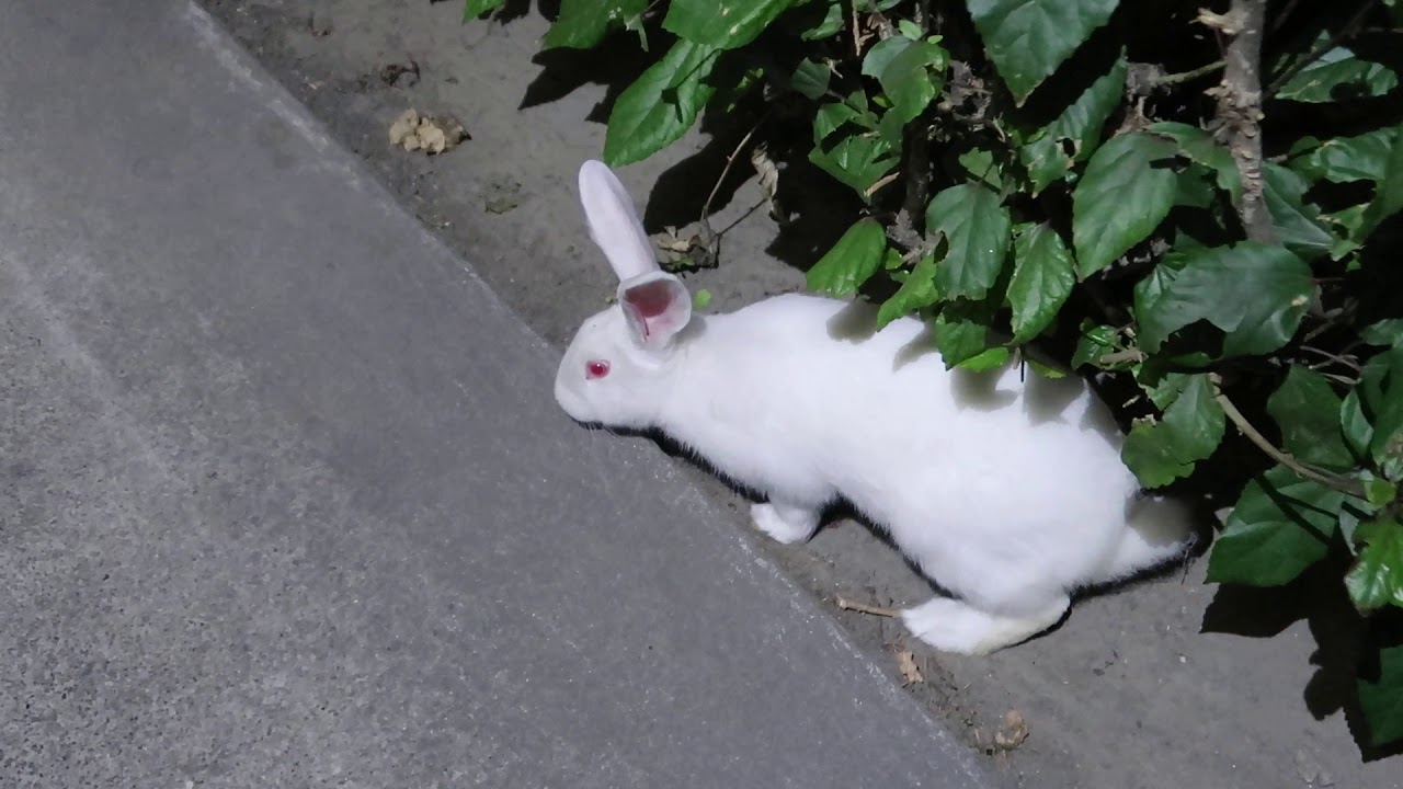 Inaba White Rabbit spotted