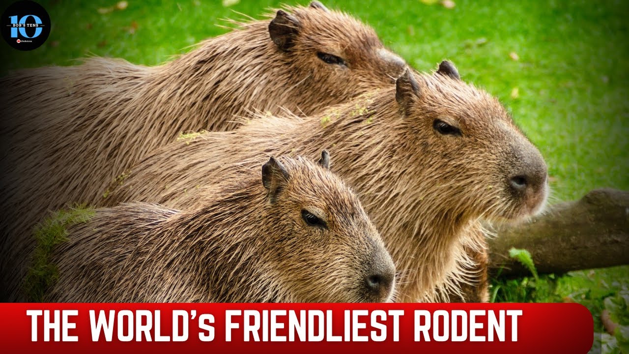 THE CAPYBARA || The world's friendliest and Largest Rodent! #animal # ...
