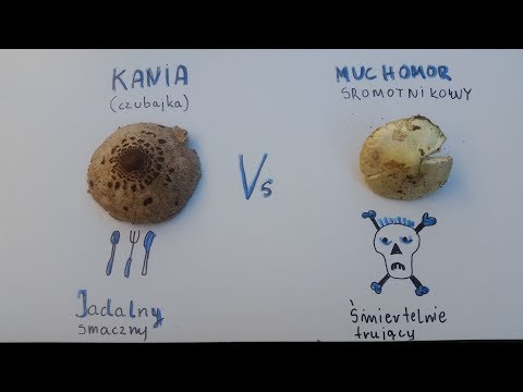 Wideo: Jak odróżnić grzyby od fałszywych grzybów i muchomorów