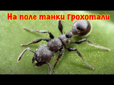 Видео: The Ants. Колючий Муравей-Черепаха